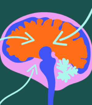 brain illustration with arrows indicating different regions to represent research pipeline