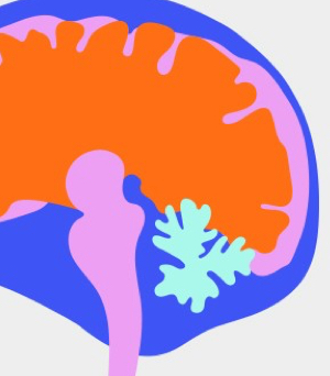 brain illustration representing exchange of information between sciences and healthcare decision makers to support product evaluation